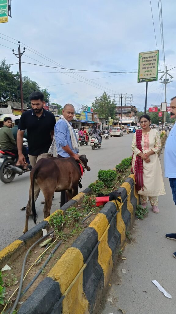 कलेक्टर के निर्देश पर सड़क पर घूमने वाले आवारा मवेशियों के विरुद्ध अभियान तेज मालिकों से जुर्माना वसूलने के निर्देश, मवेशियों को लगाए गए रेडियम बेल्ट